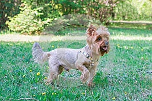Yorkshire Terrier Dog is walking on the grass in summer park