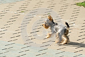 Yorkshire Terrier. Dog walks in the Park on a leash