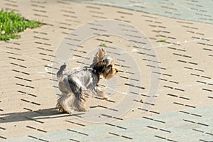 Yorkshire Terrier. Dog walks in the Park on a leash