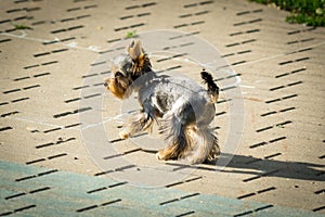 Yorkshire Terrier. Dog walks in the Park on a leash