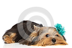 Yorkshire terrier dog wearing blue flower and laying down