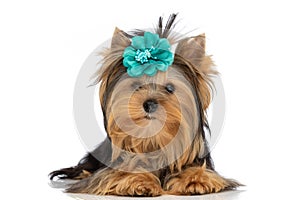 Yorkshire terrier dog wearing blue flower and laying down