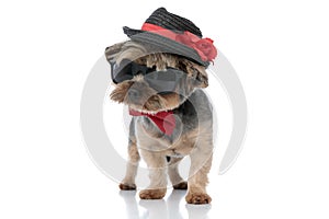 Yorkshire terrier dog wearing hat and sunglasses looking away