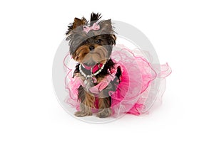 Yorkshire Terrier Dog Wearing Pink Tutu