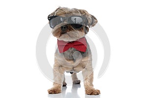 Yorkshire terrier dog wearing sunglasses standing with cool attitude