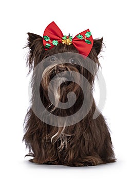 Yorkshire Terrier dog on white background