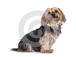 Yorkshire terrier dog on white background