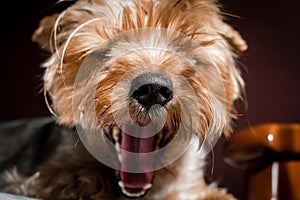 yorkshire terrier dog yawns