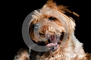 yorkshire terrier dog yawns