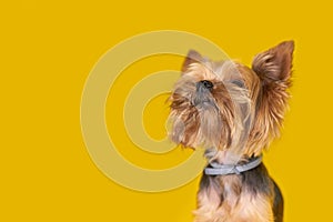 Yorkshire terrier dog on yellow background