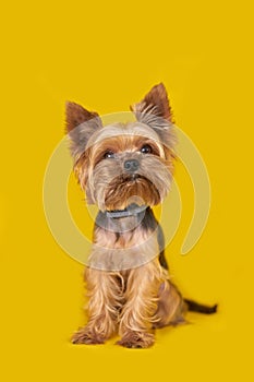 Yorkshire terrier dog on yellow background
