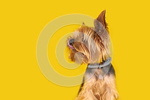 Yorkshire terrier dog on yellow background, puppy