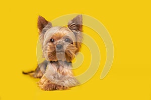 Yorkshire terrier dog on yellow background, puppy