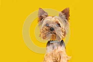 Yorkshire terrier dog on yellow background, puppy