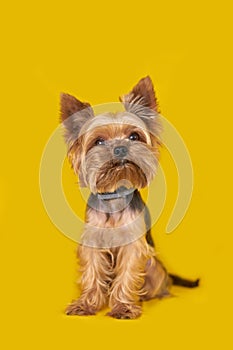 Yorkshire terrier dog on yellow background, puppy