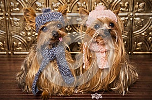 Yorkshire terrier dogs dressed up for winter