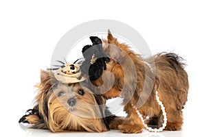 Yorkshire terrier dogs wearing black dotted flowers