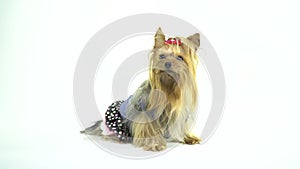 Yorkshire Terrier in a dress with a red bow sits on a white background