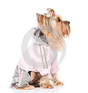 Yorkshire Terrier dressed in a tracksuit. isolated on white back