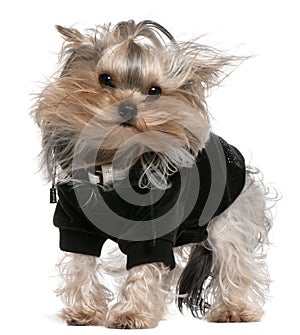 Yorkshire Terrier dressed up with hair in the wind