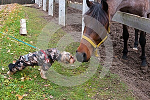 Yorkshire Terrier acquainted with a horse photo
