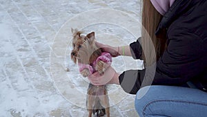 Yorkshire terrier dressed in wool sweater walk with owner at winter snow-covered park. A teenager and a dog on a walk