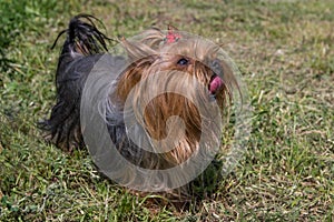 Yorkshire terrier faithfully looks at the owner