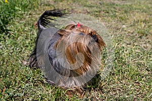 Yorkshire terrier faithfully looks at the owner at the top