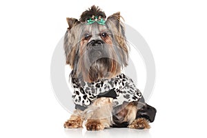 Yorkshire Terrier in fashionable clothes