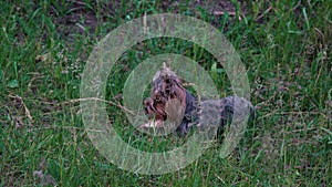 Yorkshire Terrier feasting on a bone on the grass