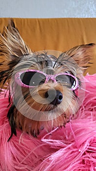 Yorkshire Terrier female puppy wearing glasses