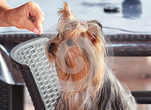 Yorkshire Terrier focussed on the dog`s candy in hand