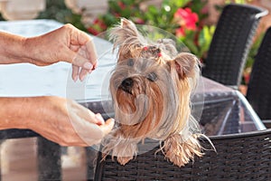 Yorkshire Terrier focussed on the dog`s candy in hand