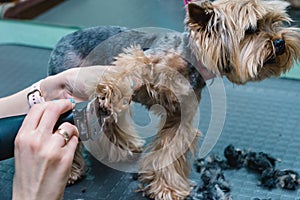 yorkshire terrier getting his hair cut