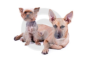 Yorkshire terrier and gingerbread mestizo isolate photo