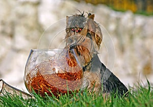 Yorkshire terrier with glass