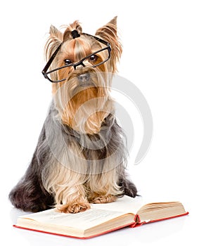 Yorkshire Terrier with glasses read book. on whit