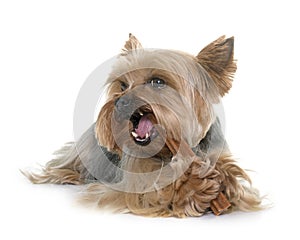 Yorkshire terrier gnawing a bone photo