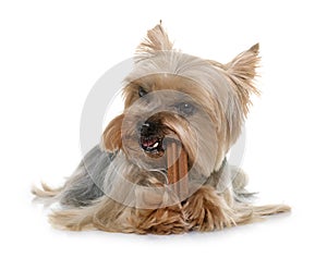 Yorkshire terrier gnawing a bone photo