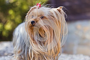 Yorkshire Terrier