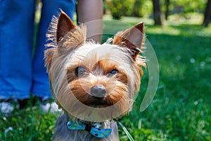 Yorkshire Terrier on a green grass in the park in autumn