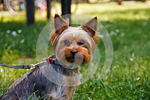 Yorkshire Terrier on a green grass in the park in autumn