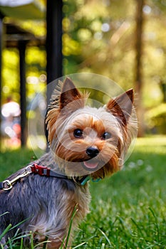 Yorkshire Terrier on a green grass in the park in autumn