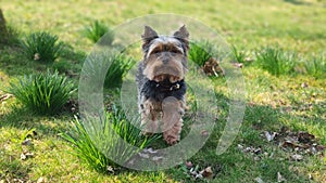 Yorkshire Terrier on green meadow in the garden daytime green weed