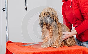 Yorkshire terrier with grooming master in salon