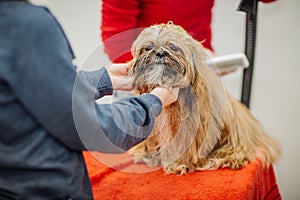 Yorkshire terrier with grooming master in salon