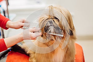 Yorkshire terrier with grooming master in salon