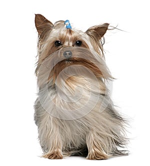 Yorkshire terrier with hair in the wind