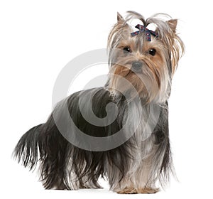 Yorkshire Terrier with hairbow, 13 months old