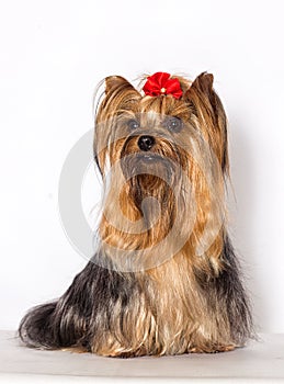 Yorkshire Terrier hairy dog sits